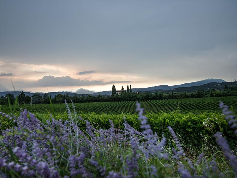 Weinkellerei photo