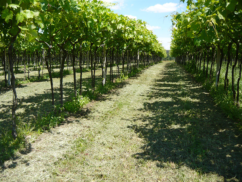 Weinkellerei photo