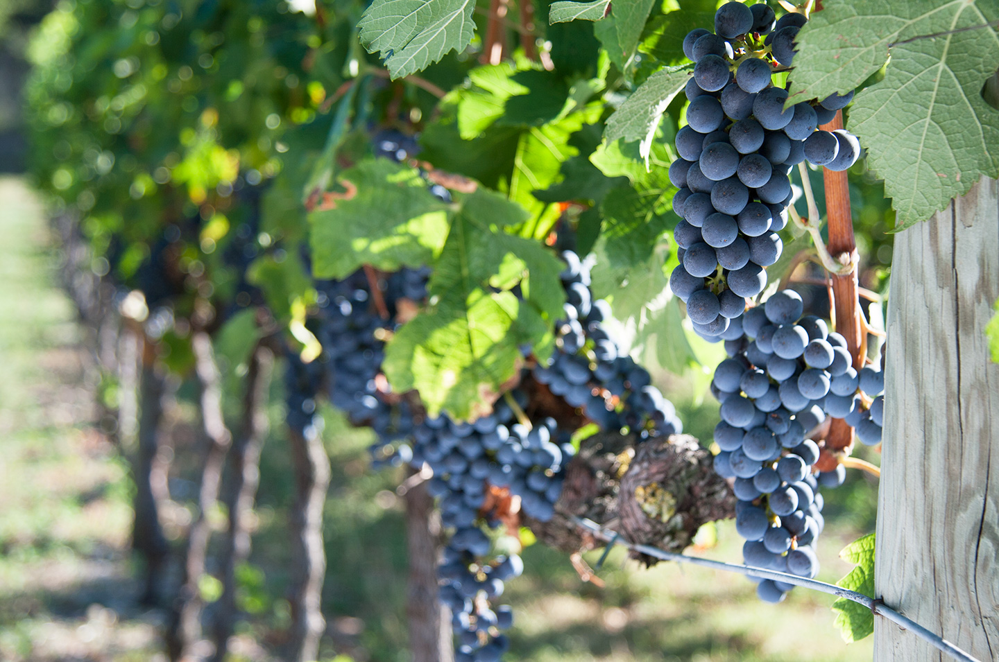 Bardolino Doc Wineroute Background