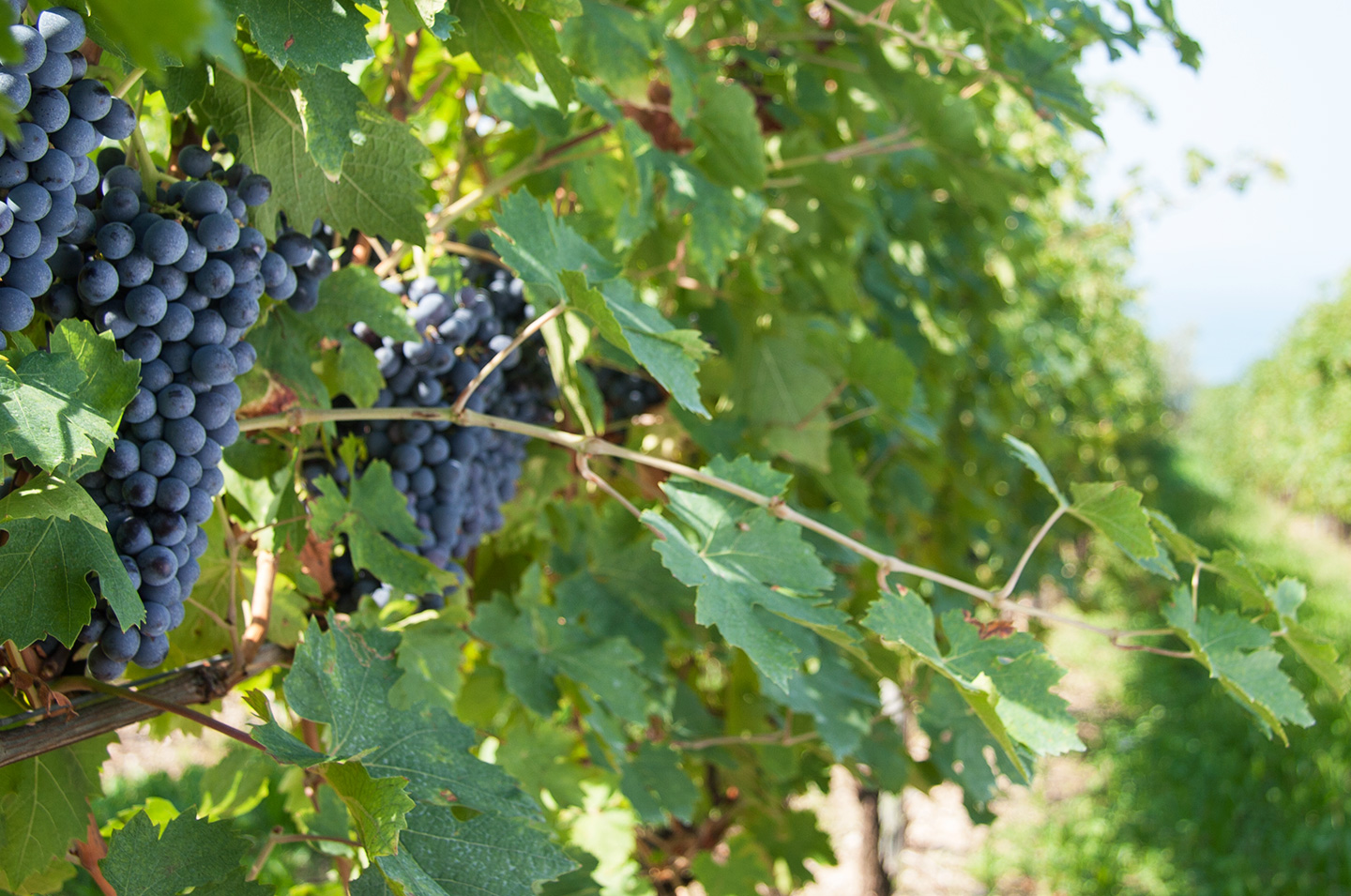 Bardolino Doc Wineroute Background