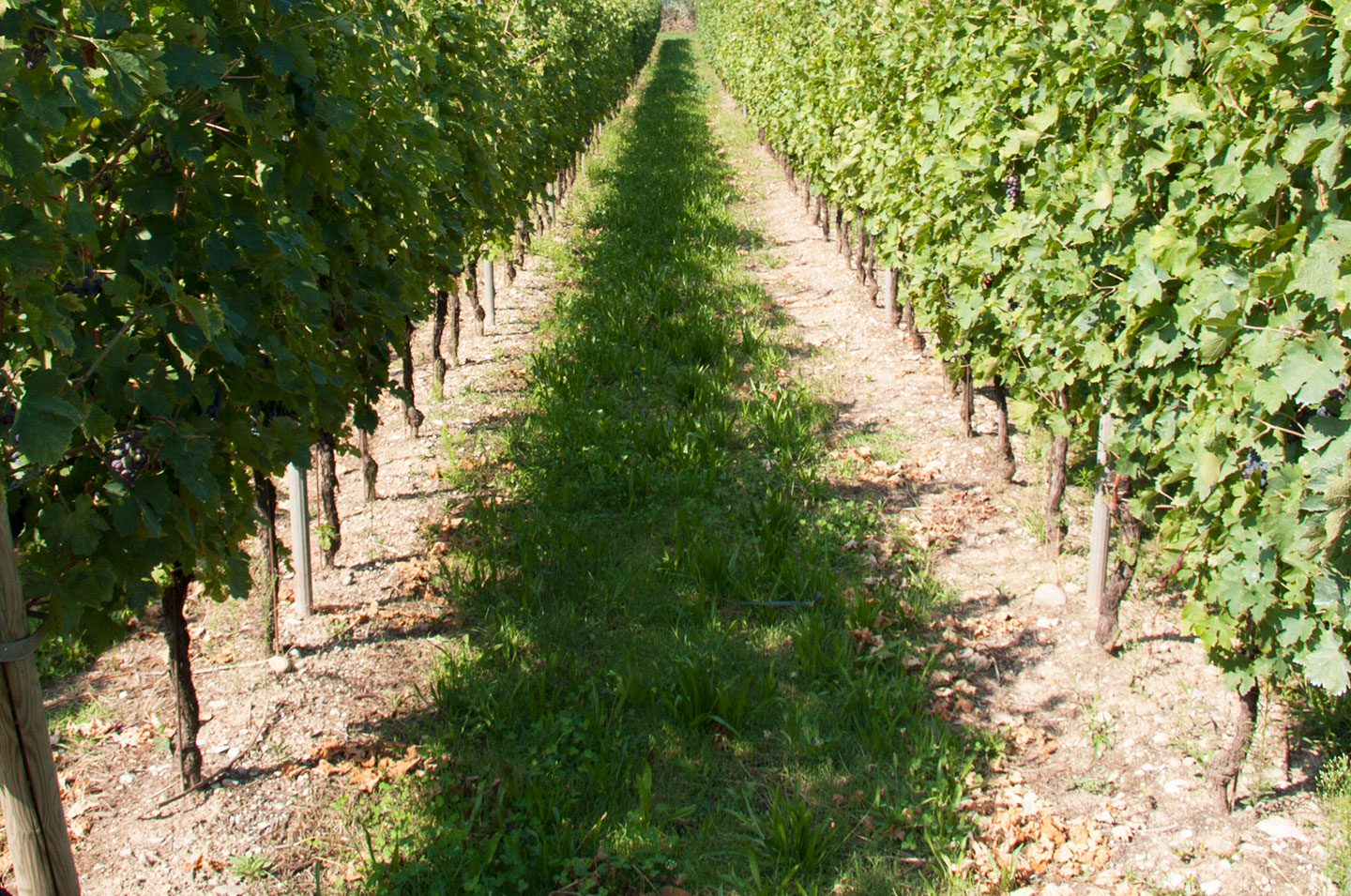 Bardolino Doc Wineroute Background