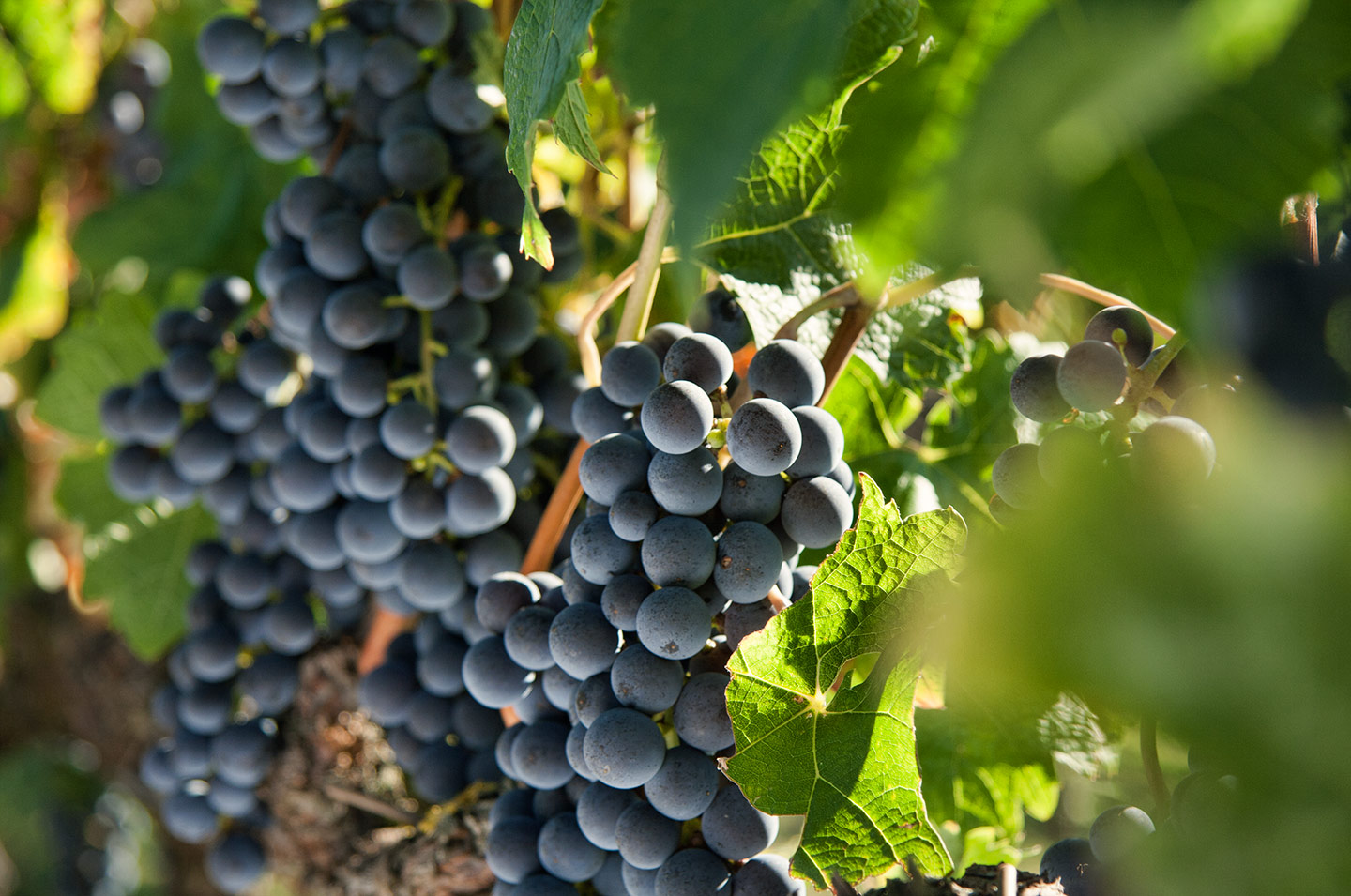 Sfondo Strada Vino Bardolino Doc