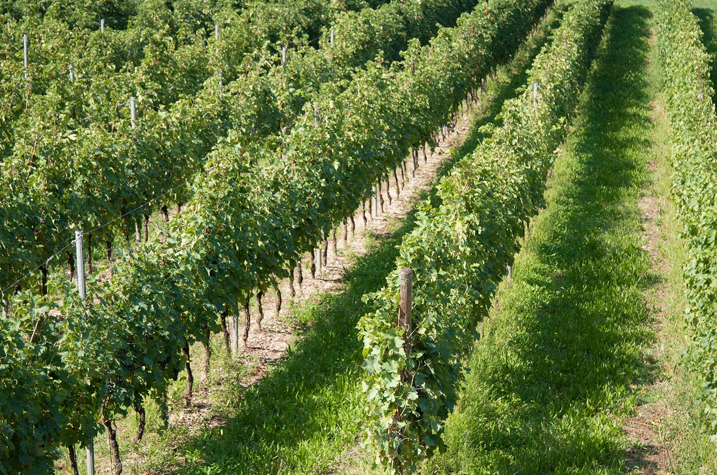 Sfondo Strada Vino Bardolino Doc