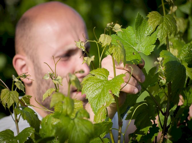 Weinkellerei photo